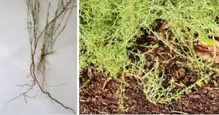 Image result for Pentzia incana