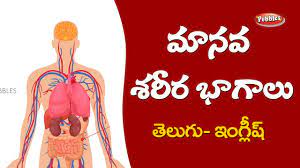 Loves, podugu, gajjalu, kaleyam means, మేక శరీర భాగాలు. Parts Of The Body In English Telugu Human Body Parts Names à°® à°¨à°µ à°¶à°° à°° à°­ à°— à°² à°ª à°° à°² Youtube