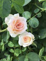 We did not find results for: Brindabella Glow Shrub Rose One Of The Worlds Most Fragrant Roses 4 Pot Shrubs Patio Lawn Garden Rayvoltbike Com