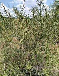 Image result for Lannea schimperi