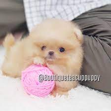 Baby Mango Tiny Rich Vibrant Color Micro Orange Pomeranian Boutique Puppies Puppies Puppy Store Pomeranian Puppy