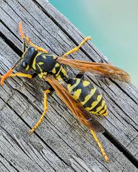 We are experts at controlling all kinds of pests in and around the property, including ants, bedbugs, cockroaches. Schutz Vor Fliegenden Insekten Weitech Intelligent Pest Control Repulsifs A Ultrason