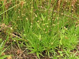 Image result for Eriocaulon truncatum