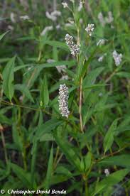 Image result for Persicaria lapathifolia