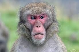 Monkey 0 by Danny Garber Wall Art