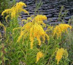 Kentucky State Flower Goldenrod Kentucky State Flower Cool Plants Goldenrod Flower