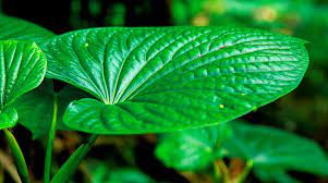 What Is Kava Kava Happy Wellness Life Luckyvitamin Blog