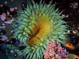 The tide charts below show the height, time and date of high and low tides for the next 30 days. Fitzgerald Marine Reserve Parks Department