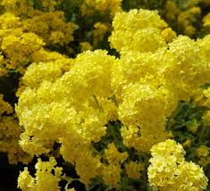 Image result for Aurinia