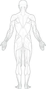 Learn how to draw human body anatomy pictures using these outlines or print just for coloring. Drawing Body Anatomy Max Installer