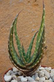 Image result for Aloe christianii