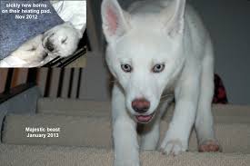 Los angeles county, ca id: Ayla The Puppy Ara Canine Rescue Inc A Siberian Husky Rescue And Adoption Organization Southern California