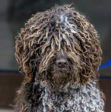 Developed in northumberland, england, in the 1800s, the bedlington terrier was used for. 14 Curly Haired Dogs That Ll Have The Same Do As You Portuguese Water Dog Dogs Curly Hair Styles