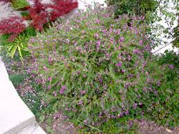 Image result for Polygala filicaulis