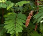Image result for Acacia ataxacantha