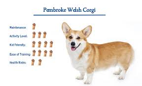 Several theories exist regarding the origin of these very old breeds, one being that they were brought to wales by the celts. Pembroke Welsh Corgi Dog Breed Everything You Need To Know At A Glance