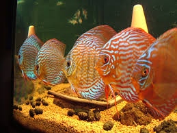 Über 2.000 gut sortierte stendker diskusfische. File Diskusfische Jpg Wikimedia Commons