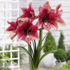 Pincushion cactus is a drought tolerant plant and very easy to grow. Buy Top Quality Indoor Bulbs Online J Parkers