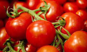 Tomatoes Help Keep Skin Young And Protect Against Sunburn Daily Mail Online
