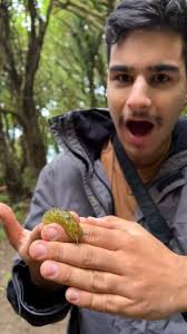 @nvolpewild's video Tweet