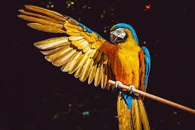 Best picture we've been able to get of this young boy! 700 000 Best Nature Pictures Images In Hd
