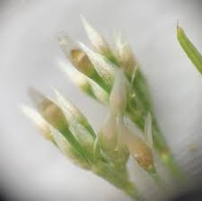 Image result for Polycarpaea corymbosa