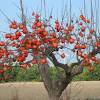 Pear varieties include anjou, bartlett, keiffer, magness and moonglow. 1