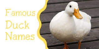 How to speak spanish fluently: 250 Duck Names For Your Feathered Friend From Aflac To Xerxes Pethelpful
