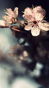 Nature Flowers Pink Bloom Iphone 5s Wallpaper Flower Iphone Wallpaper Iphone Wallpaper Flower Wallpaper