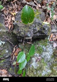 Image result for Smilax anceps
