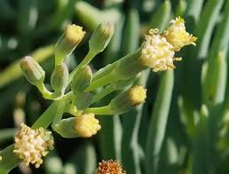 Image result for Senecio speciosus
