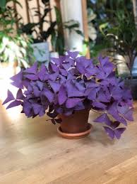 Maybe you would like to learn more about one of these? 6 Jenis Tanaman Dan Bunga Berwarna Ungu Paling Cantik Unik