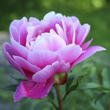 Find over 100+ of the best free peony images. Pin By Saycredblu On Flower Groups Inspiration Amazing Flowers Pink Flowers Wallpaper Flower Pictures