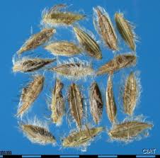 Image result for Digitaria seriata