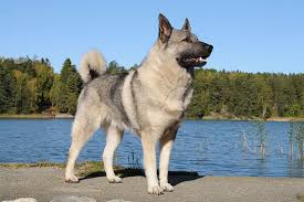 Image result for norwegian elkhound grey