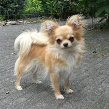 The ancient heritage of the chihuahua dog. Arten Bildern Chihuahuas Hundemixen Langhaar Mit Rassen Verschiedene Von Arten Chihuahuas 6 Verschiedene Art Chihuahua Hund Chihuahua Hunde