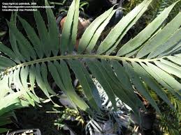 Image result for Encephalartos munchii