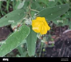 Image result for Melhania acuminata