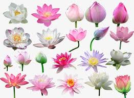 Water Lilies Antiquity Lake Lotus Png Transparent Clipart Image And Psd File For Free Download In 2020 Photoshop Backgrounds Free Psd Free Photoshop Water Lilies