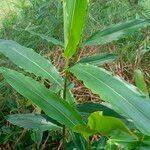 Image result for Aframomum alboviolaceum