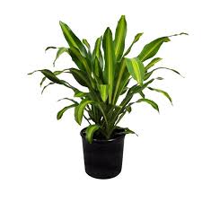 Learn where you can find dracaena corn plants for sale, plus get care, planting, and growing instructions for your dracaena corn with leaves resembling zea mays, the plant that produces edible corn, 'dracaena' corn plants or dracaena fragrans may not. Buy Dracaena Massangeana Giganta Cornstalk Dracaena Green Online India At Plantsguru Com