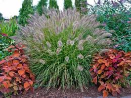 You'll need to cut it back in the early spring to make room for new growth. Types Of Ornamental Grasses Diy