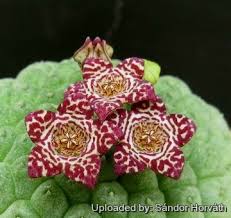 Image result for Urochloa marlothii