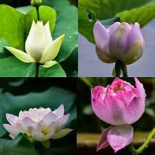 Location stated are hq only. 40pcs Lotus Flower Lotuss Seeds Aquatic Plants Lotus Water Lily Seeds Plants Seeds Bulbs Seeds Bulbs