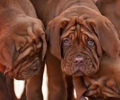 Learn all about the dogue de bordeaux, information, temperament, care, grooming, training, activity, feeding, health concerns, average annual expenses, puppy. Dogue De Bordeaux Dog Breed Information Center