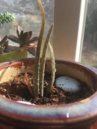 * how often should i water my aloe? My Aloe Is Dying I Water It Every Five Days And It Stays On My Window Sill What Am I Doing Wrong Succulents