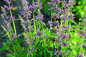We did not find results for: Top 10 Low Maintenance Perennials Budget Birds Blooms