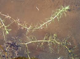 Image result for Utricularia australis