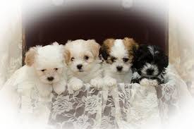 We love our puppies and you will too! Kathy S Cherished Teddy Bear Zuchons Home Facebook