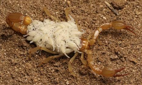 These kids can find anything': California teens identify two new scorpion  species | California | The Guardian
